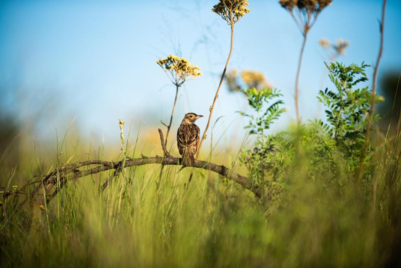 Tala Collection Game Reserve Silverton エクステリア 写真