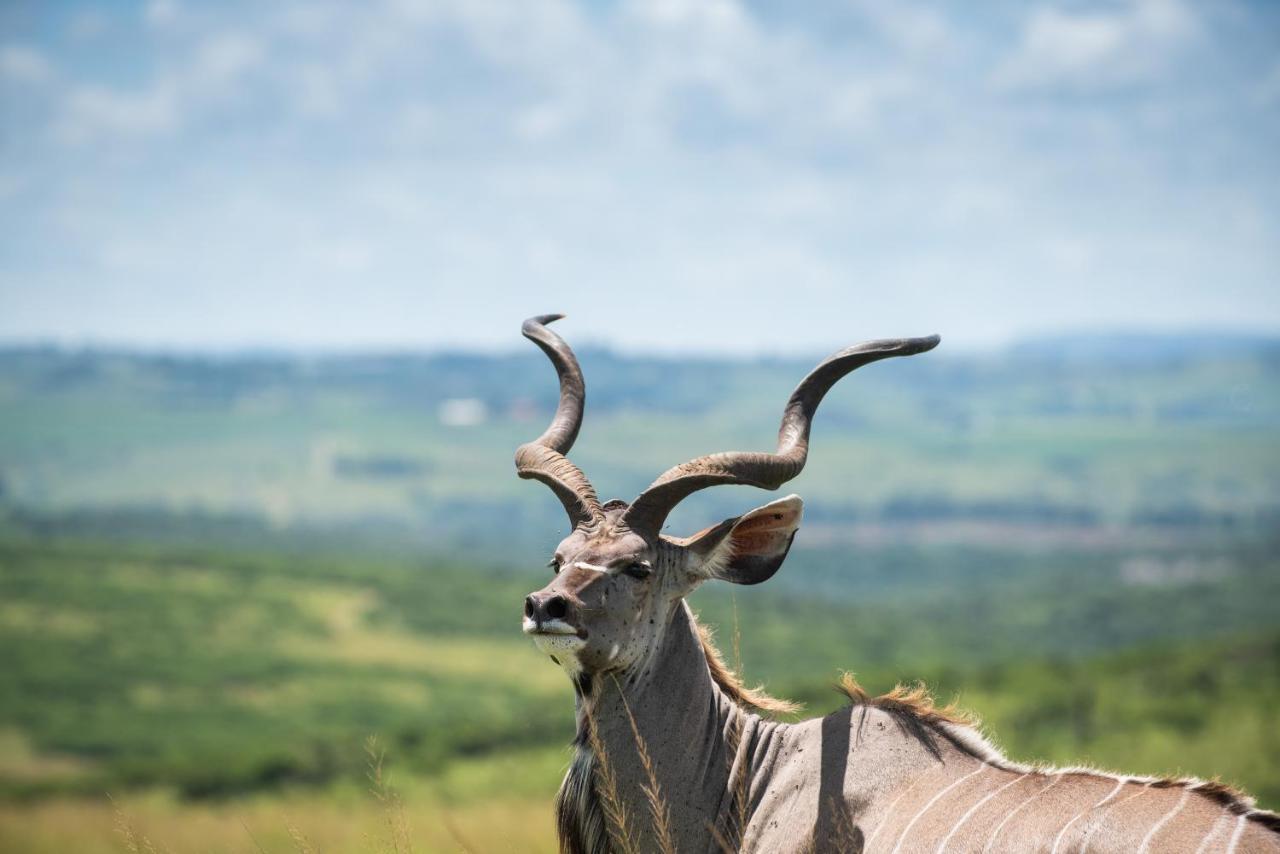 Tala Collection Game Reserve Silverton エクステリア 写真