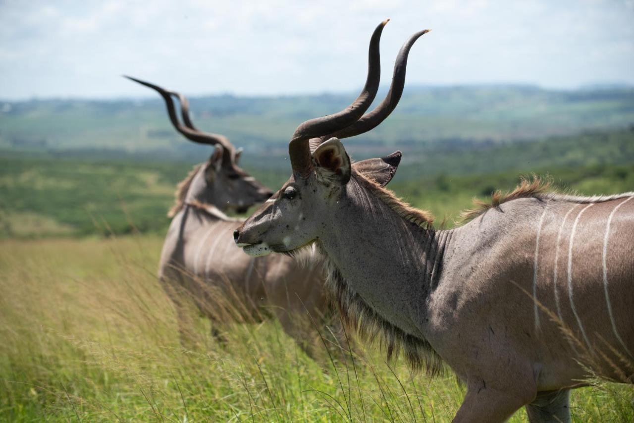 Tala Collection Game Reserve Silverton エクステリア 写真