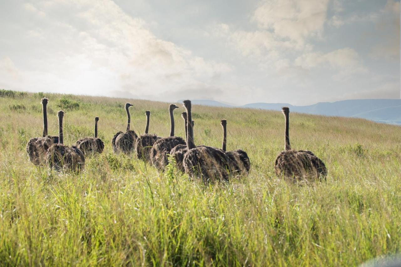 Tala Collection Game Reserve Silverton エクステリア 写真